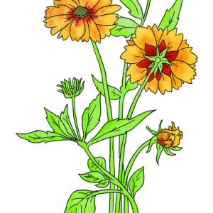 COREOPSIS SEEDS