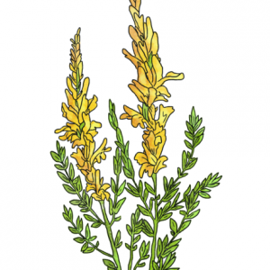 DYER'S GREENWEED
