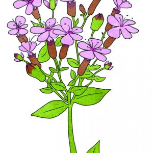 SOAPWORT SEEDS