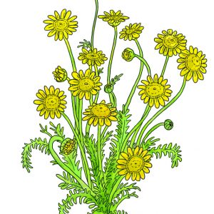 DYER'S CHAMOMILE