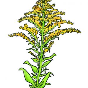 GOLDENROD - SOLIDAGO