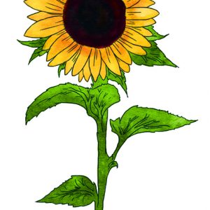 HOPI BLACK DYE SUNFLOWER
