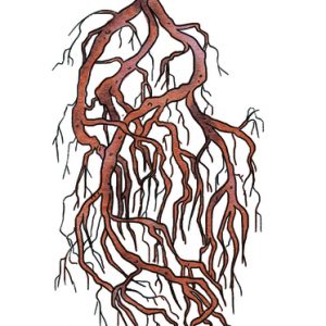 MADDER RHIZOMES