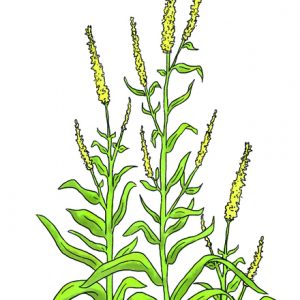 WELD SEEDS