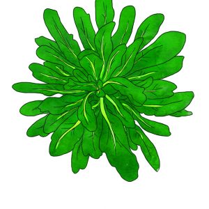 WOAD SEEDS