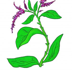 Japanese Indigo