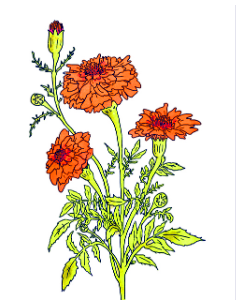 FRENCH MARIGOLD