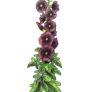 Hollyhock