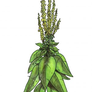 Mullein